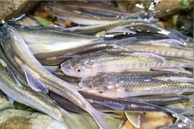 深夜去山涧小溪抓鱼，发现到处都是马口鱼，抓得太过瘾了