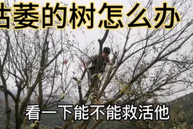 枯萎的树要怎么拯救，教你一个简单的方法值得收藏视频封面