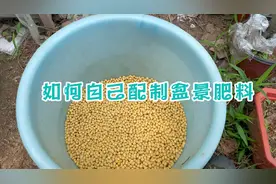 如何配制盆景肥料，正确使用肥料有哪些方法，今天聊一聊视频封面