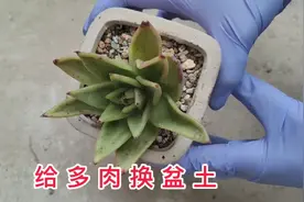 在多次浇水后多肉的叶片依然皱巴巴的，找到原因并且及时采取措施视频封面