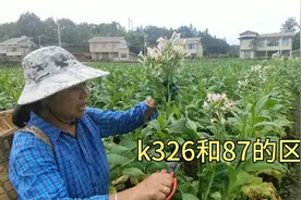 湖南中烟芙蓉王和和天下的原材料 究竟有什么区别 怪不得卖那么贵