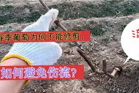教你一招，轻轻一掰，避免葡萄伤流，比剪枝要好！视频封面