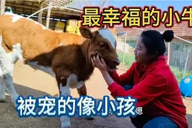 主人宠着长大的小牛，搞怪玩球样样通，把主人顶倒，教训它还不服视频封面
