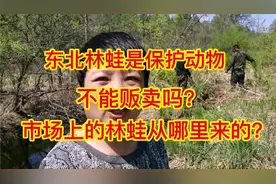 东北林蛙是保护动物不能贩卖吗？市场上的林蛙都是从哪来的？