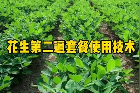 花生第二遍套餐什么时候喷施？如何搭配产品才能高产？