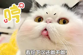猫咪学女主人生气，连动作都一模一样！这绝对是要成精了视频封面