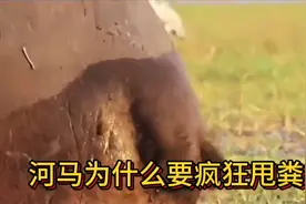 河马为什么要疯狂甩粪？视频封面
