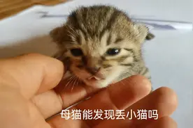 母猫会数数吗？偷拿一只小猫后，猫妈能找来吗