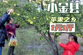 小金县苹果1元1斤，我们采摘了3口袋20多斤，味道不错而且便宜视频封面