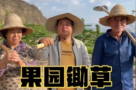 大龙和父母山地果园锄草，干完活掐洋槐芽午饭做了啥？忙碌的一天视频封面