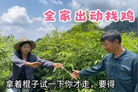 家里新来的两只鸡跑丢了，全家着急忙慌找了几小时，始终不见踪影视频封面