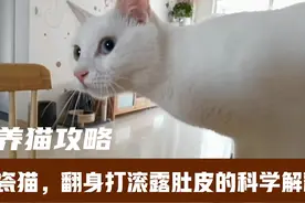 猫主子把肚皮完全暴露在你面前，不是邀请请你撸肚子，别自找抓咬视频封面
