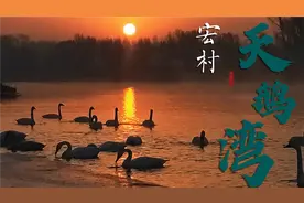 白天鹅选择在寒冷的东北越冬，是环境的改变，还是人们的保护呢？视频封面