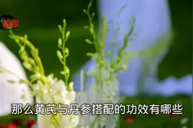 黄芪与丹参搭配的功效 且看且珍惜视频封面