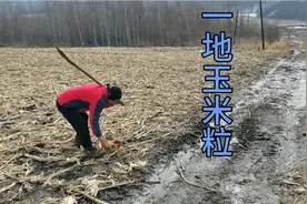 老妈捡玉米，满地玉米粒，这是怎么回事！