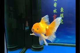 再战护城河给小金鱼捞水蚤鱼食改善生活，水蚤清洗方法视频封面