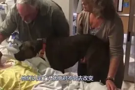 狗狗到医院探望生病主人，意识到这可能是最后一面！视频封面