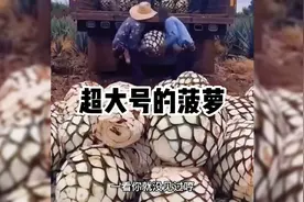 超大号的菠萝，我简直不敢相信视频封面