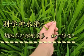稻纵卷叶螟蛾量多，如何防治？飞蛾高峰期后7-10天选对药防治视频封面