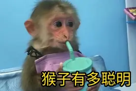 猴子六个冷知识，猴子模仿人类的能力有多强，居然也有同性恋视频封面