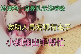 流浪狗鼻孔内有马蝇有病，一个鼻孔呼吸不顺畅，小姐姐正义施救视频封面