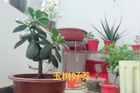 玉树俗称厚脸皮换盆视频封面