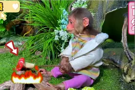 小猴子误食了毒蘑菇，拉肚子没有厕所，居然就地解决了视频封面