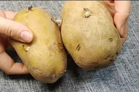 土豆发芽到底能不能吃，很多人一直吃错，等于吃毒，看完涨知识了视频封面