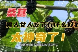 第二十九集：#桑葚的功效太强大了！神奇的水果终于知道#见议收藏视频封面