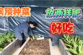 房顶种菜，冬天可以套种，撒上两样肥，长出的菜好吃是甜的视频封面
