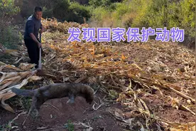 农村大叔去田里干活，扒开玉米杆发现国家保护动物，吓得后退视频封面