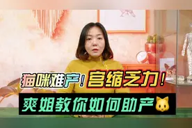 猫咪难产，宫缩乏力，爽姐教你如何助产！