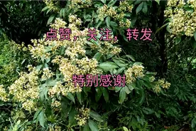 兰竹荔枝品质优，唯一不上火的品种，水分多，糖分低，肉多核小