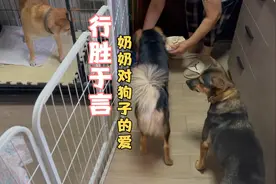 行胜于言，看看我老妈对狗子们的爱！视频封面