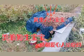 东莞雁田路边，发现流浪狗生一窝小狗，看着好可怜