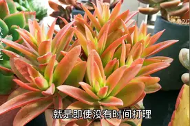 十大好看好养的懒人植物，不需要怎么打理，折腾不死比较适合新手视频封面