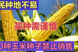 2022年，60种玉米种子被禁止销售，农民买种需注意视频封面