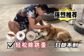 这才是跳蚤的克星，操作简单又方便，一天时间狗狗跳蚤一只都不见视频封面