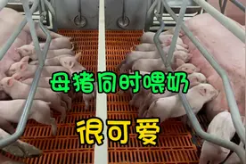 养猪场产房，十几窝母猪同时给自己的小猪喂奶，小猪们都抢着吃视频封面