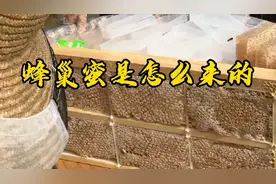 蜂巢蜜由蜂巢和蜂蜜两部分组成，其实就是蜜蜂把蜂蜜储存在蜂房里视频封面