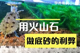 想用火山石颗粒做龟缸底砂的，来看看这期视频再做决定！