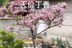 大山里的“天价丁香”，号称丁香界得天花板，有钱都不一定买到视频封面