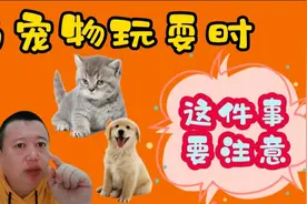 与宠物玩耍的时候，千万要注意这件事，否则真的很容易受伤啊视频封面