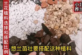 兰花植料的选择和配比，想养壮兰花，可以多搭配这种植料！视频封面