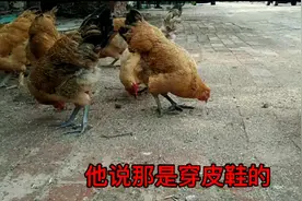 纯沧州话说说邻居养的不够奏的鸡是怎么叫我跟老爷们打仗的。视频封面