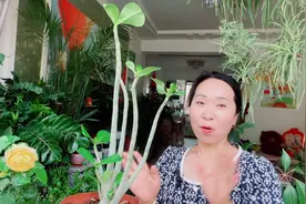 掉光叶子的沙漠玫瑰这样养护，一个月后恢复生长，不断冒出新叶片视频封面
