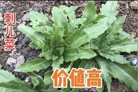 刺儿菜又称蓟蓟草煮水，没想到价值这么高？30元一斤当成宝视频封面