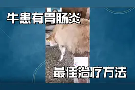 牛拉血色粪便是何原因，应该怎么办？视频封面