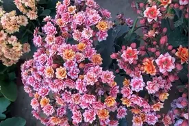 长寿花优秀品种对比图。毛绒二代、维尼熊、香橙、柠檬烟花彩霞等视频封面