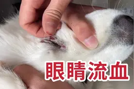 狗狗又受伤了！整个眼睛流的全是血，连续两次受伤真是太倒霉了视频封面